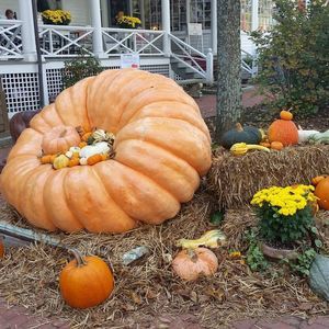 Meet your Posher, Jo